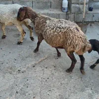 میش|حیوانات مزرعه|الیگودرز, |دیوار