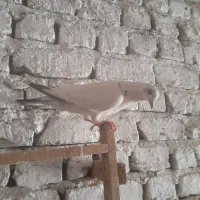 کفتر