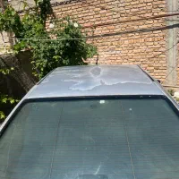 گاوسیمینتال جوان خوش هیکل شکم اول