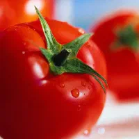 آبگیری گوجه