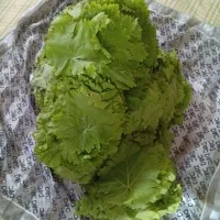 برگ مو برگ انگور برگ دلمه