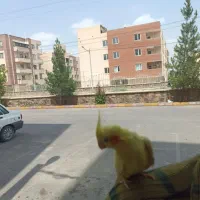 عروس هلندی کاملاً دستی