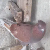 کبوتر تیر ماهی