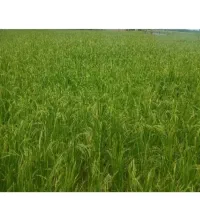 زمین-مزروعی-مکانیزه-به-متراژ-600-متر