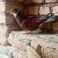 کبوتر خال قدیم