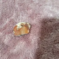 اوپال آتشین
