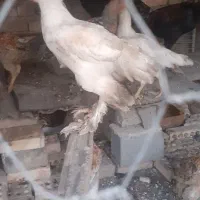 جوجه سه ماهه برهما اصل