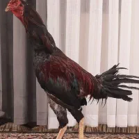خروس ترک با (فیلم)
