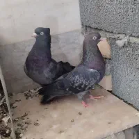 سبز آبادانی
