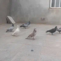 پرشی