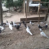 20عدد جوجه بوم ندیده