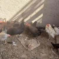 مرغ وخروس بومی