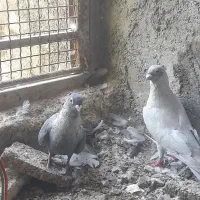 سلام فروش یک جفت کبوترالماسی موشی وجوجه
