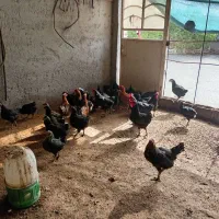 مرغ محلی|حیوانات مزرعه|اهرم, |دیوار