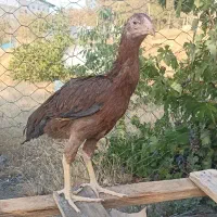 مرغ لاری پنج ماهه افغان معاوضه با گندم