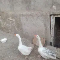 قوغاز و غاز