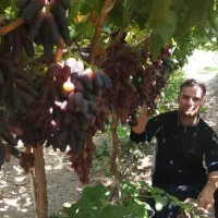 نهال و قلمه انگور موندراپ