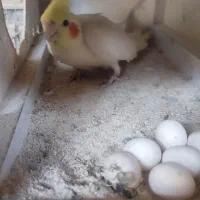 عروس هلندی ۷تخم