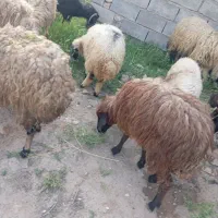 خریدو فروش انواع حیوان
