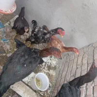 پنج فریح لاری درجه یک  و یک خروس لاری تاج مهر