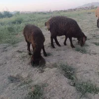 بره شیری دوقلو نروماده علف خور افشاری