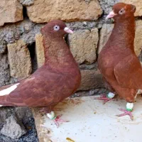 کفتر 7 تا حیون رنگه دانه 300 دم سفید کلاغ نواری
