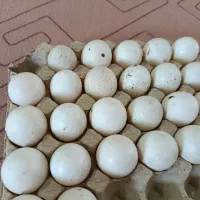 تخم اوردک خارجی نطفه دار