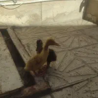۲عددجوجه اردک