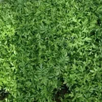 نهال گرجه