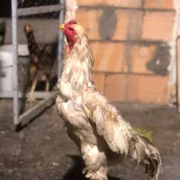 تخم نطفه دار نژاد لاری اوشامو