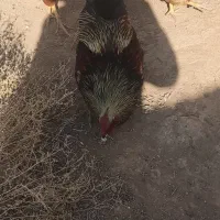 خروس
