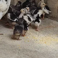 جوجه گلین سالم با مرغ