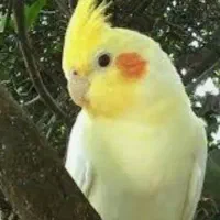 عروس هلندی گمشده