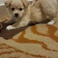 پامر عروسکی