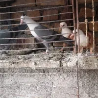 کفتر