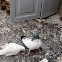 کبوتر|پرنده|خزل, |دیوار