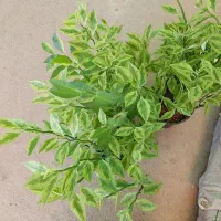 فروش انواع گل وگلدان وکودوخاک
