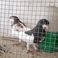 کفتر ، ماده یال