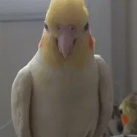 جفت عروس هلندی با ۳ تا جوجه و لوازم