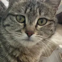 واگذاری رایگان گربه 4 ماهه