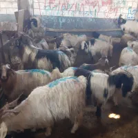 بزه فروشی برای قربانی در کرج