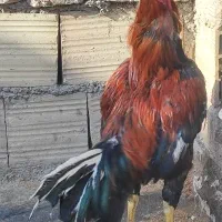 خروس لاری