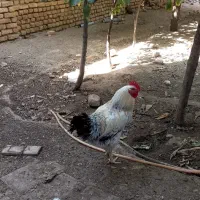خروس