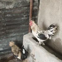 مرغ خروس