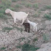 بز مری دورگ