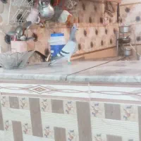 کبوتر شامی