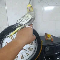عروس هلندی مولد