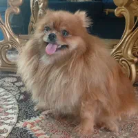 پامرین