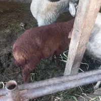 فروش گوسفند وبره ماده