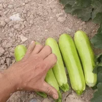 کدو سبز خیار محلی دماوند هلندی درجه یک